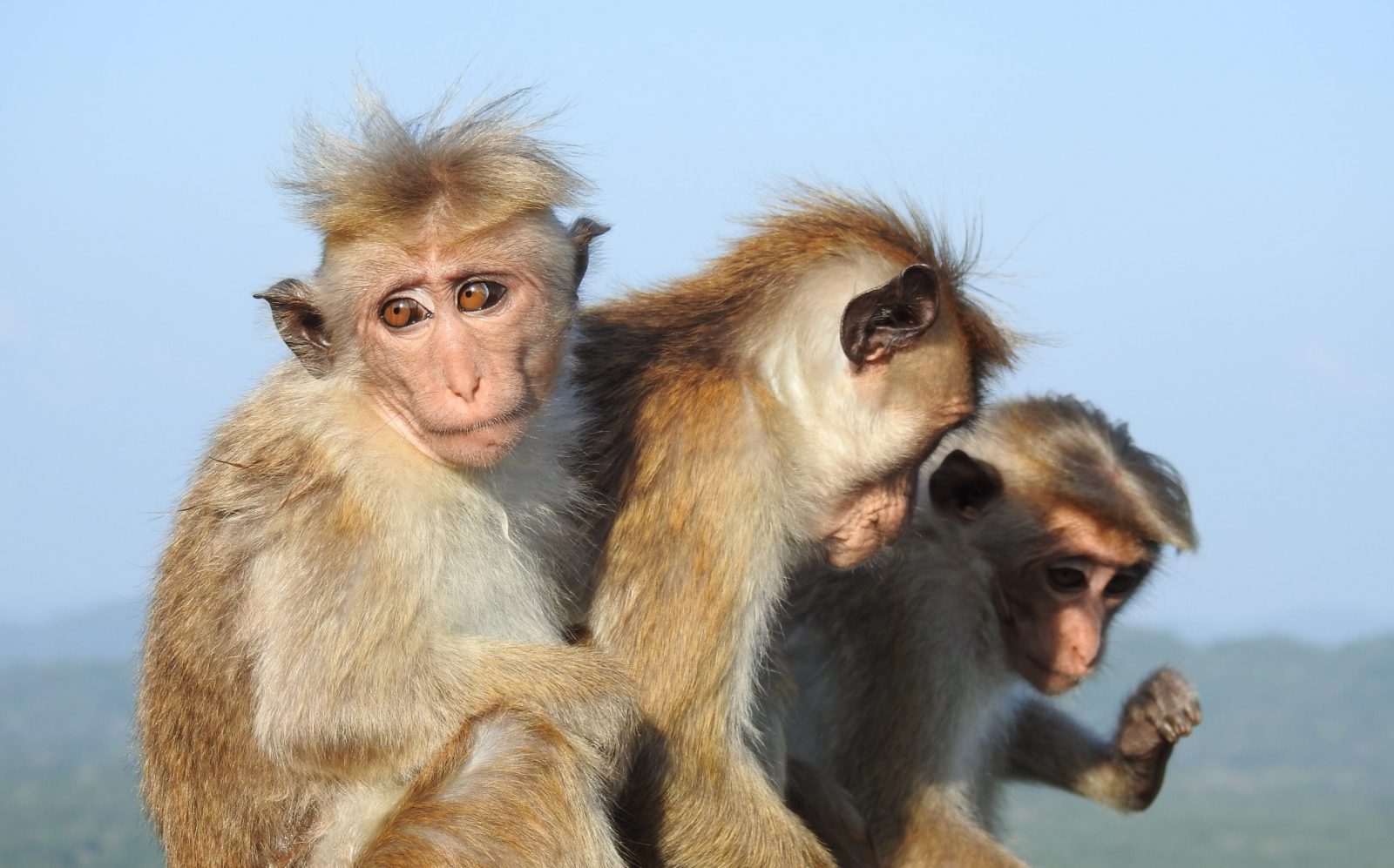 Pictures of the World